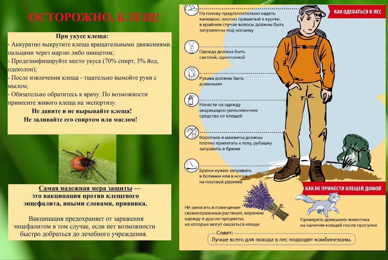 Осторожно, клещ! Осторожно, клещ!